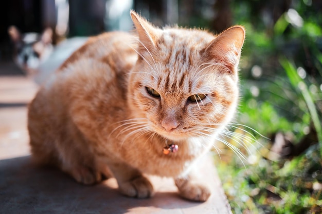 Gato jovem malhado de gengibre sentado no chão de concreto no jardim com a luz do sol da manhã