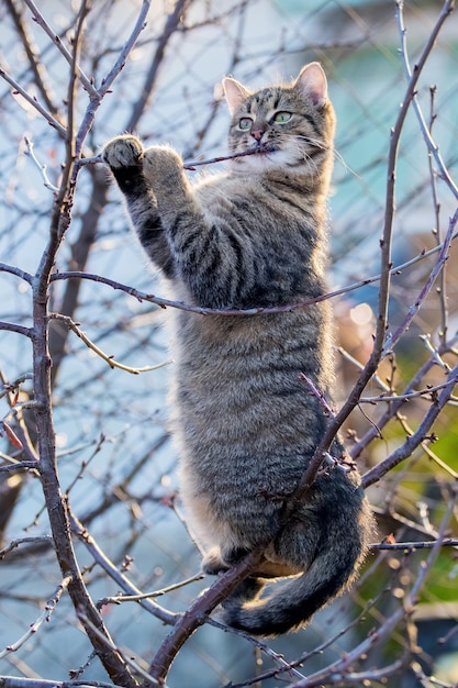 Gato jovem no jardim em uma árvore rói um galho