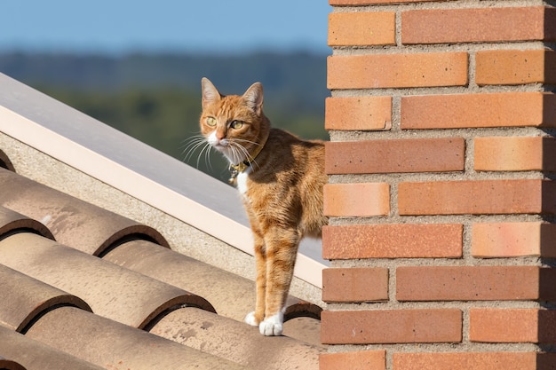 Foto gato jovem posando para a foto no telhado da casa