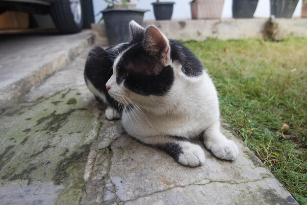 Gato jovem preto e branco atento