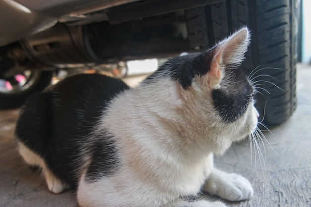 Gato jovem preto e branco atento