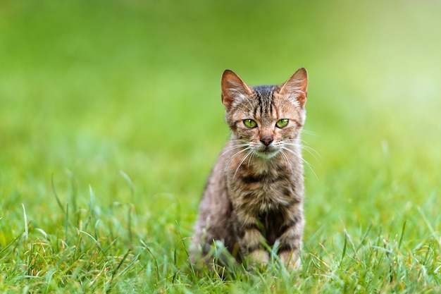 Gato jovem sentado em um prado