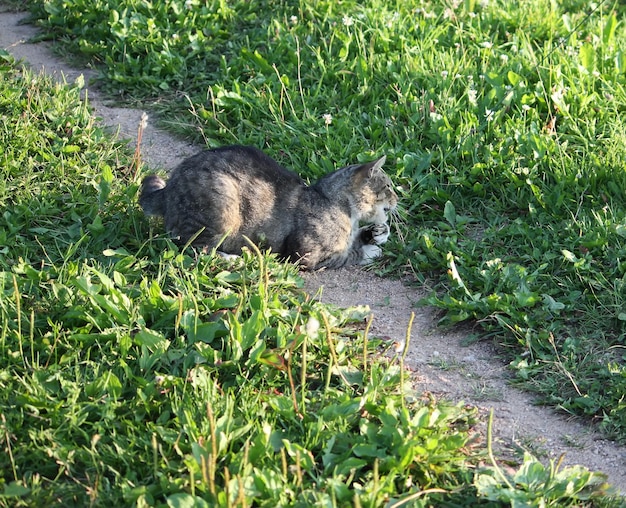 Gato jovem sentado na grama verde