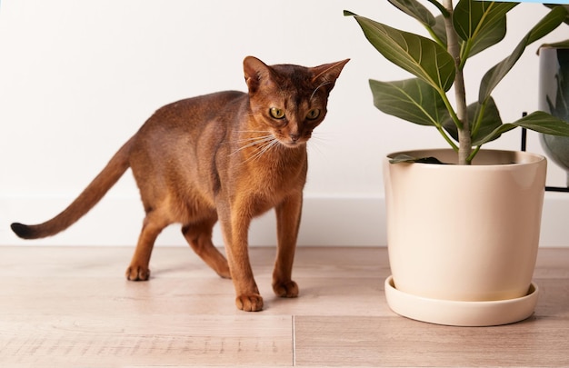 Gato joven abisinio juega cerca de una planta de casa Hermoso gatito de pelo corto de pura raza