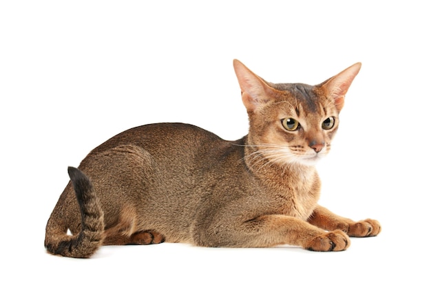 Gato joven abisinio de pura raza aislado en blanco