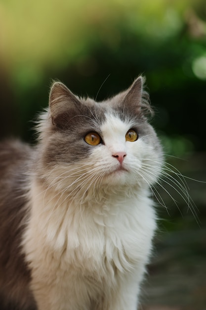 Gato joven en la hierba en el jardín