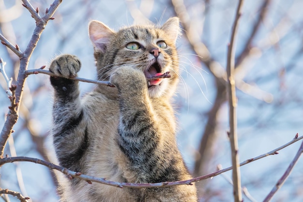 Gato joven en el jardín en un árbol roe una rama