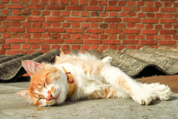 gato joven de jengibre durmiendo en el techo de un granero