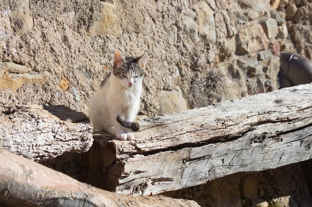 Gato joven por la mañana