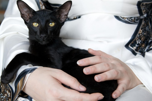 Gato joven negro sentado a mano en la anfitriona