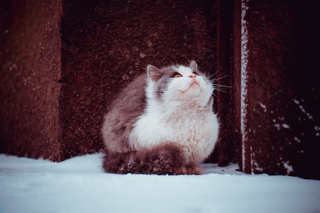 Gato joven en la nieve en el invierno