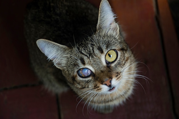 Un gato joven con un ojo dañado mirando a la cámara.