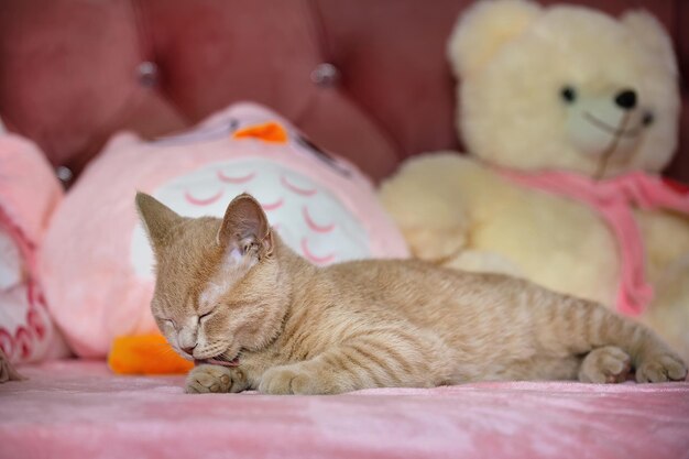 un gato joven pelirrojo yace en una cama rosa para niños en casa al fondo de un juguete