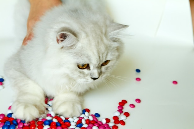 Gato joven sobre un fondo blanco con dulces