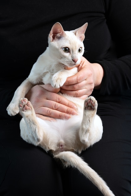 Gato joven sosteniendo por una persona