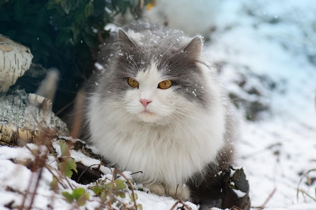 Gato jugando y caminando en la nieve en invierno Gato esponjoso encogido de nieve caminando por la calle nevada