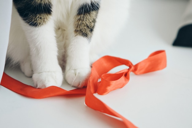 Gato jugando con una cinta roja