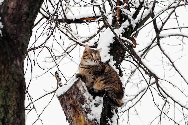 Gato jugando en la nieve en invierno