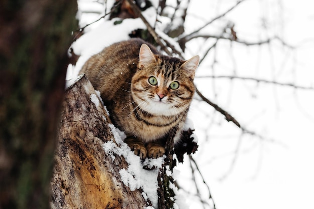 Gato jugando en la nieve en invierno