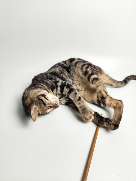 Foto un gato jugando con un palo que dice 