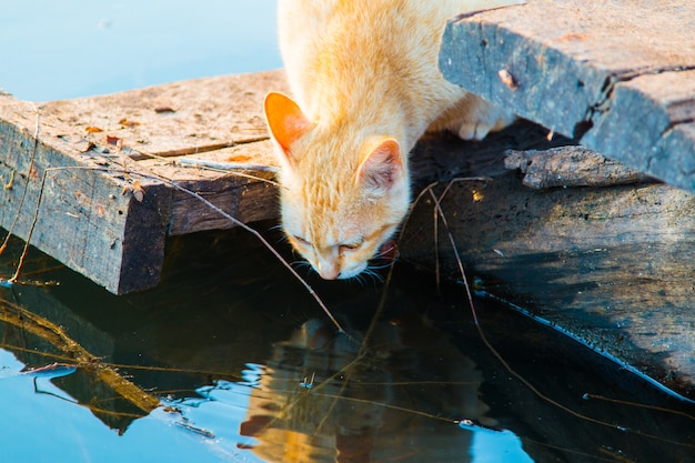 Gato jugando en el paseo marítimo