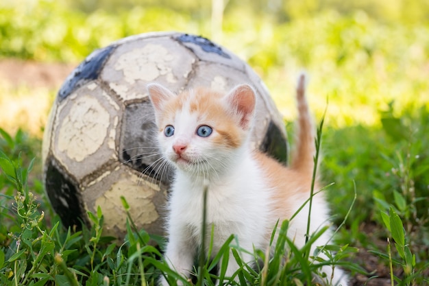 Gato jugando pelota