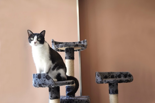 Gato en un juguete playhouse