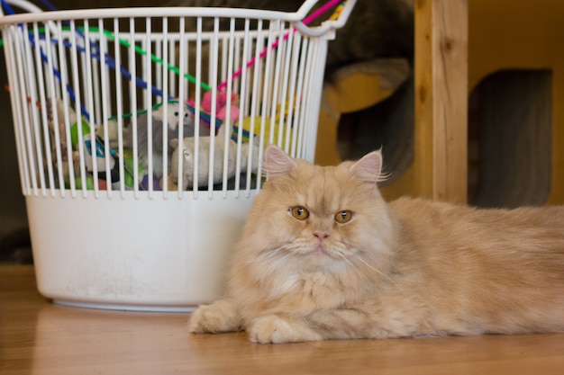 Foto el gato con juguetes