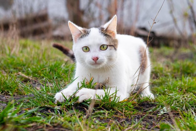 Gato juguetón con manchas blancas en el jardín sobre hierba verde