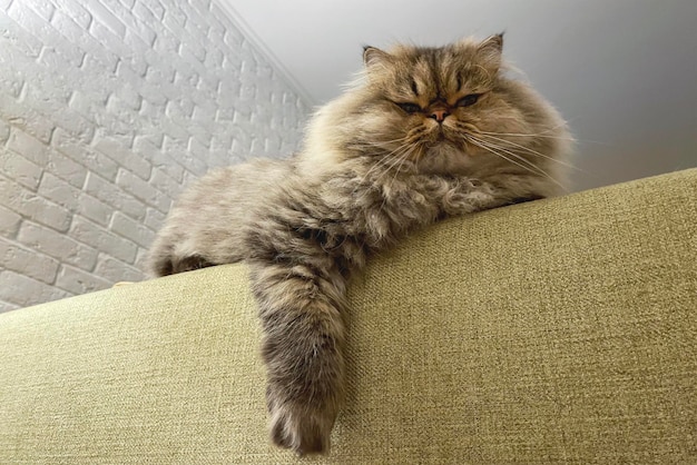 Gato juguetón de pelo largo Chinchilla persa color gris mascota doméstica Gato travieso