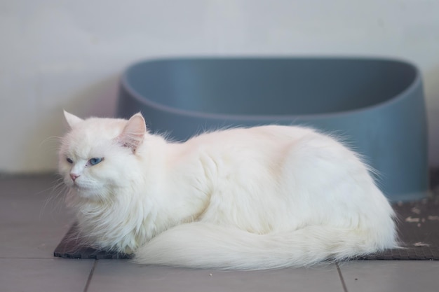 Foto gato khao manee com olhos de cores diferentes do gato diamond eye é uma raça rara de gato originária da tailândia