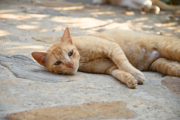 Gato lactante sem-teto esperando por seus gatinhos Um animal abandonado nas ruas