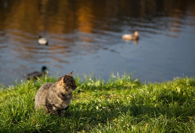 El gato en el lago mira a los patos.