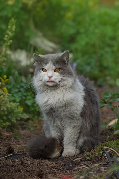 Gato lambe com língua saborosa Animais de estimação língua para fora Gatinho olhando na câmera e mostrando a língua