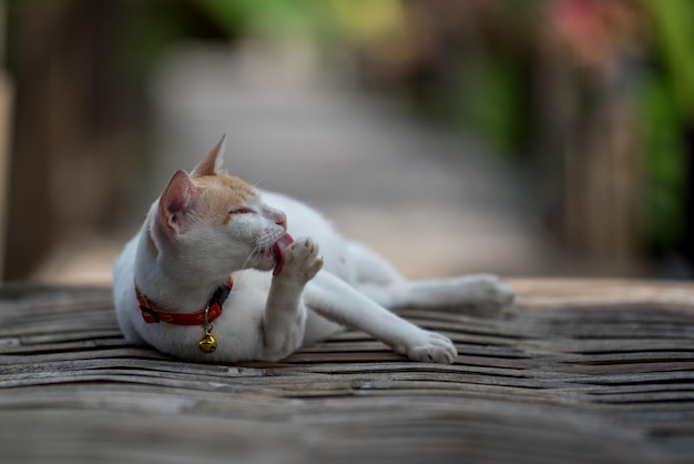 Gato lambendo sua pata enquanto está deitado ao ar livre