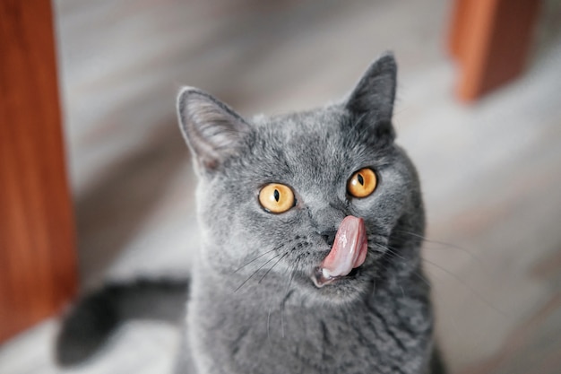 Gato lame la nariz, hermoso gato británico con ojos amarillos