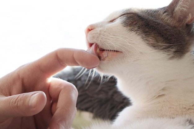 Gato lamiendo el dedo de su dueño