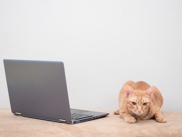 Foto gato con laptop en sofá sobre fondo blanco en casa