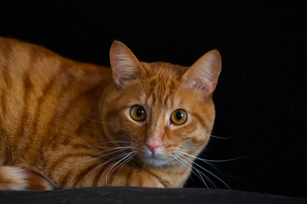 Gato laranja com rosto bonito e olhos amarelos