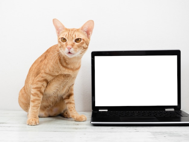 Gato laranja com tela branca do laptop na mesa