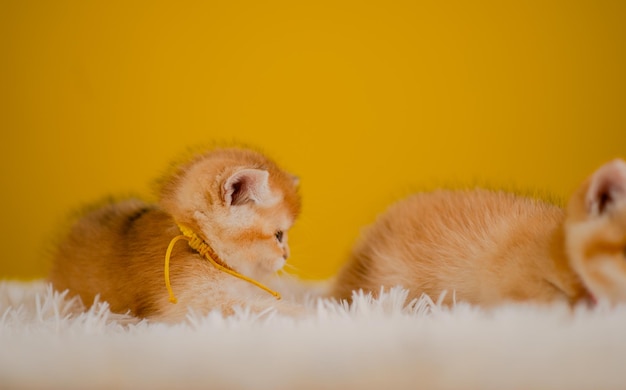 gato laranja gato fofo animal de estimação fofo gatinho dormindo gatinho fofo gato crescimento maturidade A aparência e a inocência dos gatos