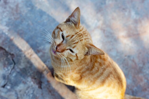 Gato laranja no chão de cimento