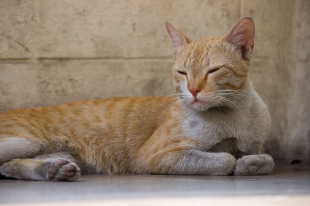 Gato laranja relaxante no chão