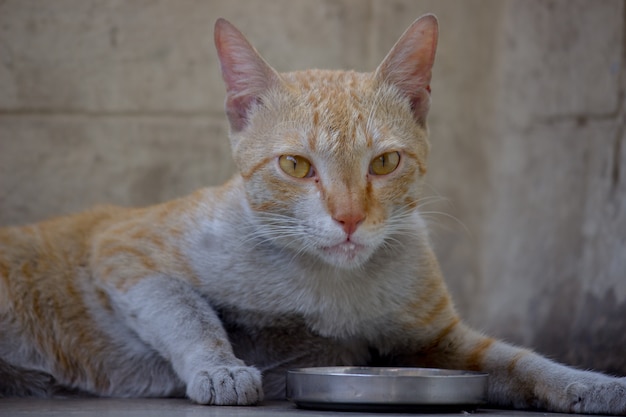 Gato laranja relaxante no chão