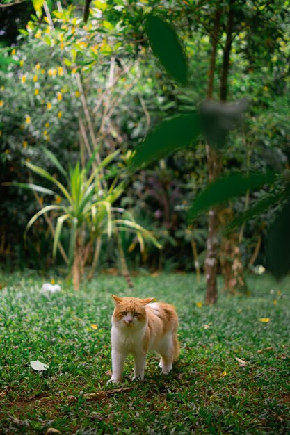 Foto gato laranja