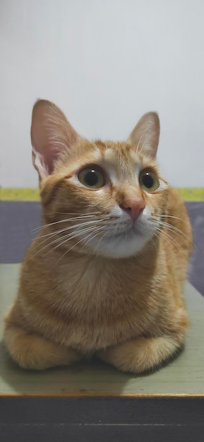 Foto gato laranja