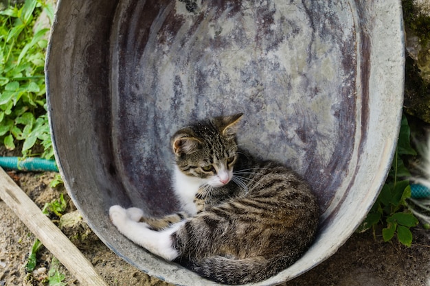 Gato en el lavabo de metal