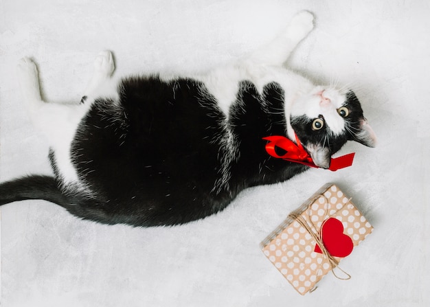 Foto gato con lazo cerca de caja actual y adorno de corazón.