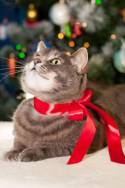 Un gato con un lazo rojo sobre un fondo de Navidad