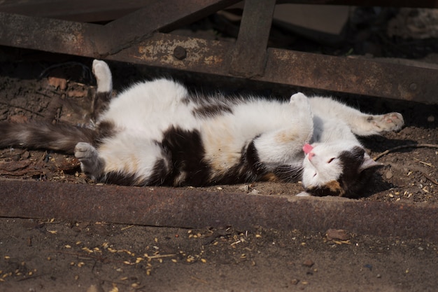 Gato con la lengua fuera